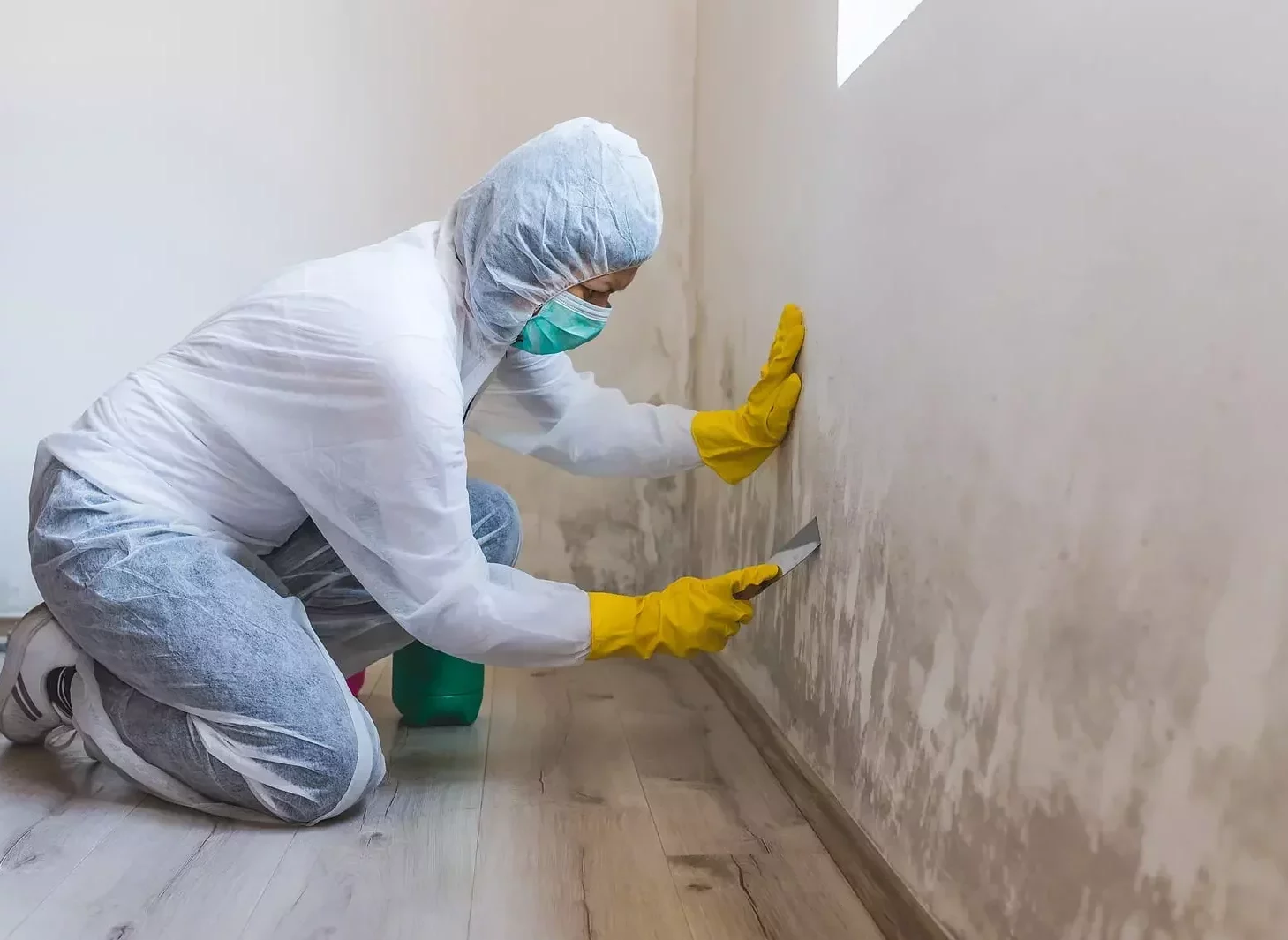 Understanding Mold and Dampness:
