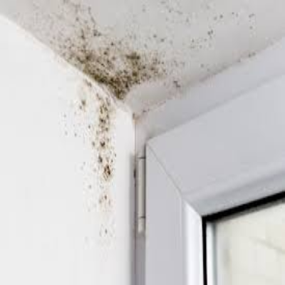 Mold and Mildew prevention by Home Comfort Group