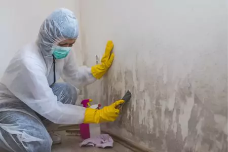Wall Mold<br/> Removal