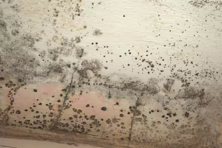 Ceiling Mold<br/>  Removal